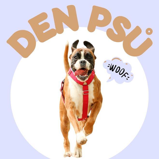 Dnes byl mezinárodní DEN PSŮ 🐶 Podělte se s námi, jak jste si dnešní den užili. ❤️ My jsme ho měli rozhodně speciální! 😂...