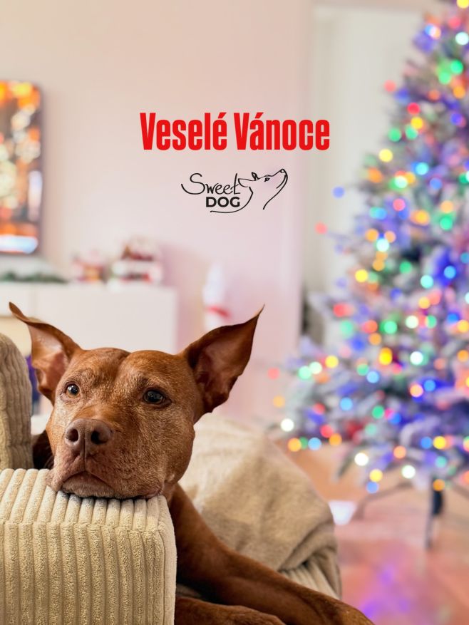 S Jessinkou bychom vám chtěli popřát krásné Vánoce.🎄 Všem pejskům bohatou nadílku 🎁 a hlavně hodně zdraví, protože to je...